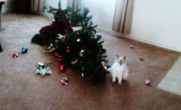 Karácsonyfa rombolása macska