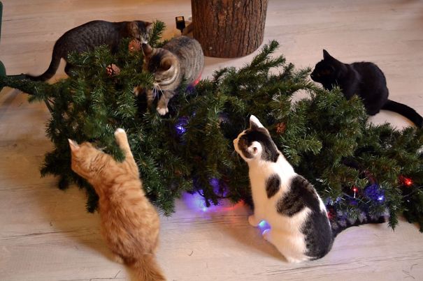 Lerombolt karácsonyfa macska